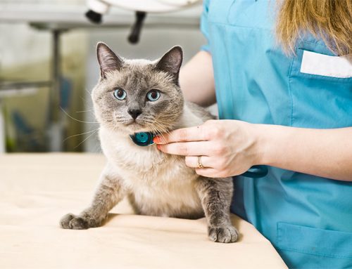 Cardiac Medications for Dogs and Cats: How Different Medications Work Together