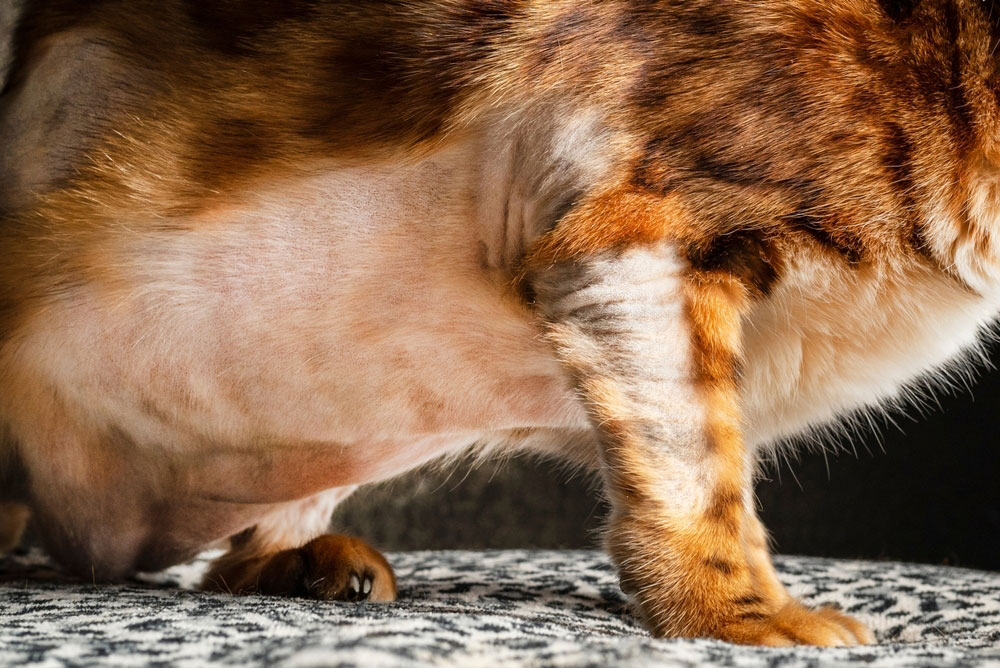 Cat with patchy hair loss and slicked spots showing alopecia on its coat.