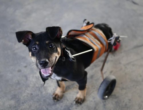 When Should My Dog Use a Mobility Harness or Cart?
