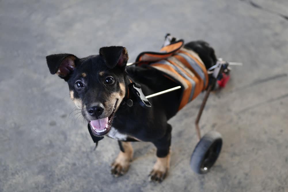Smiling dog in a mobility cart, highlighting assistive mobility devices, pet rehabilitation, increased independence, and improved quality of life for dogs with mobility issues.