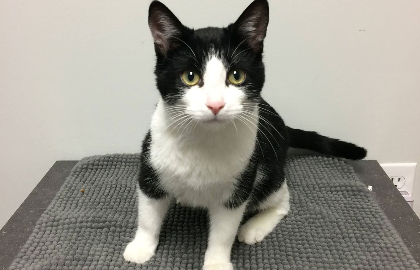 Vaccinations for cats