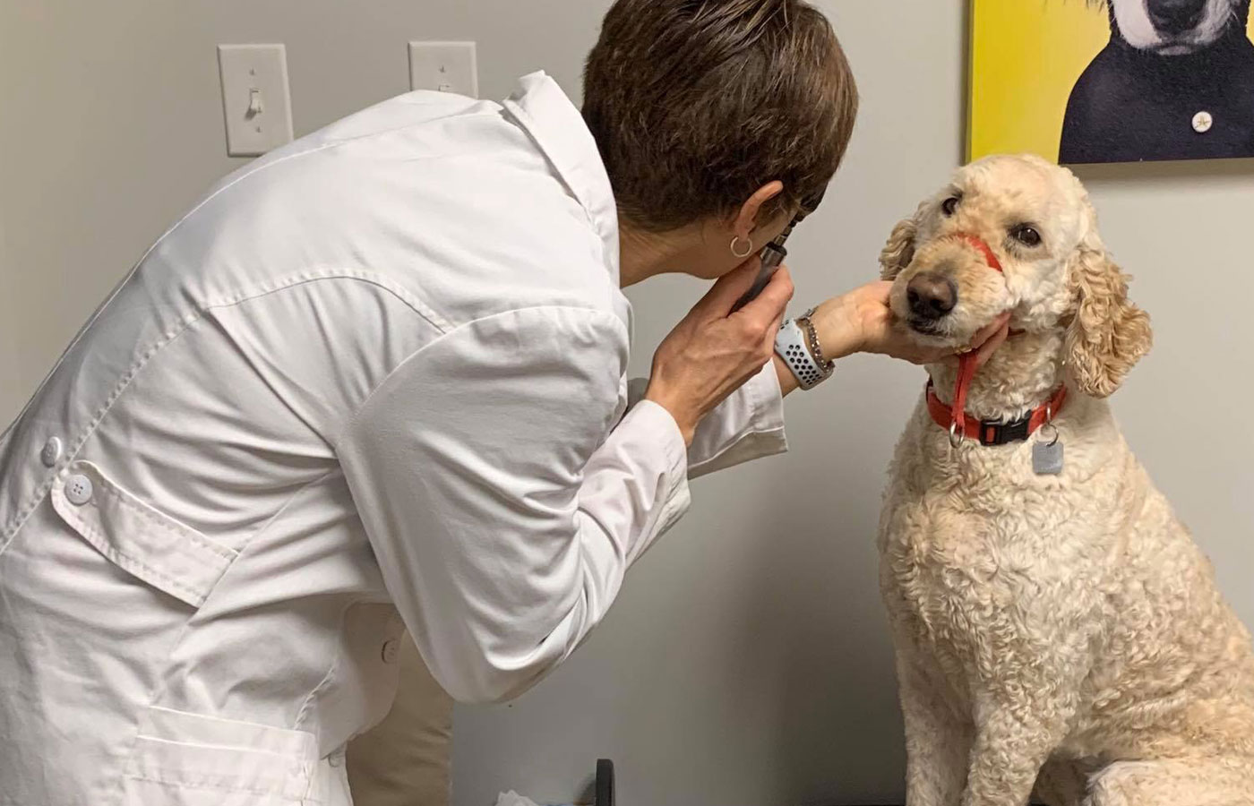 Vaccinations for dogs