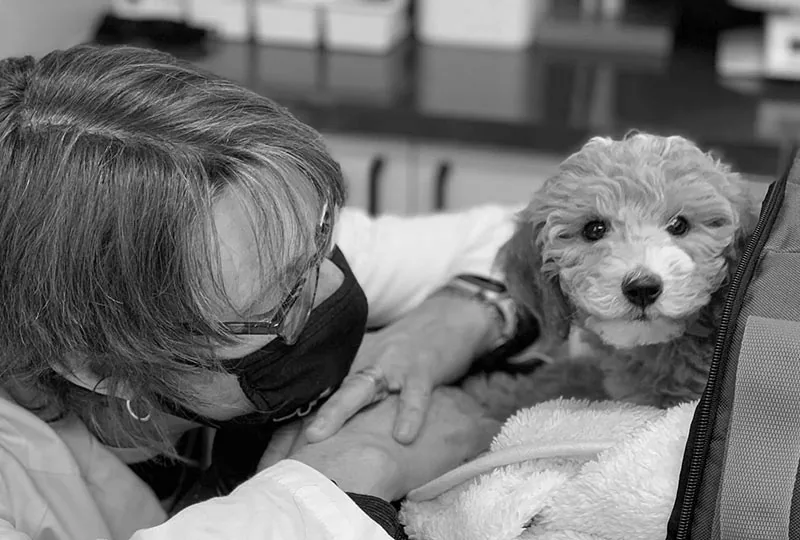 Veterinarian caring for a pet at North Waterloo Veterinary Hospital