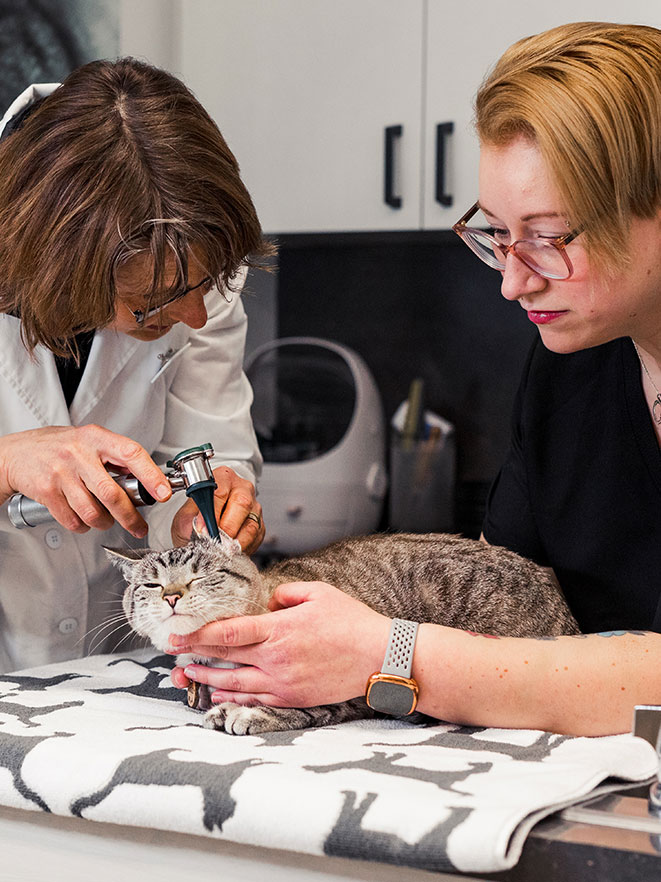 Adult Canine & Feline Wellness Program Vet in Elmira North Waterloo Veterinary Hospital