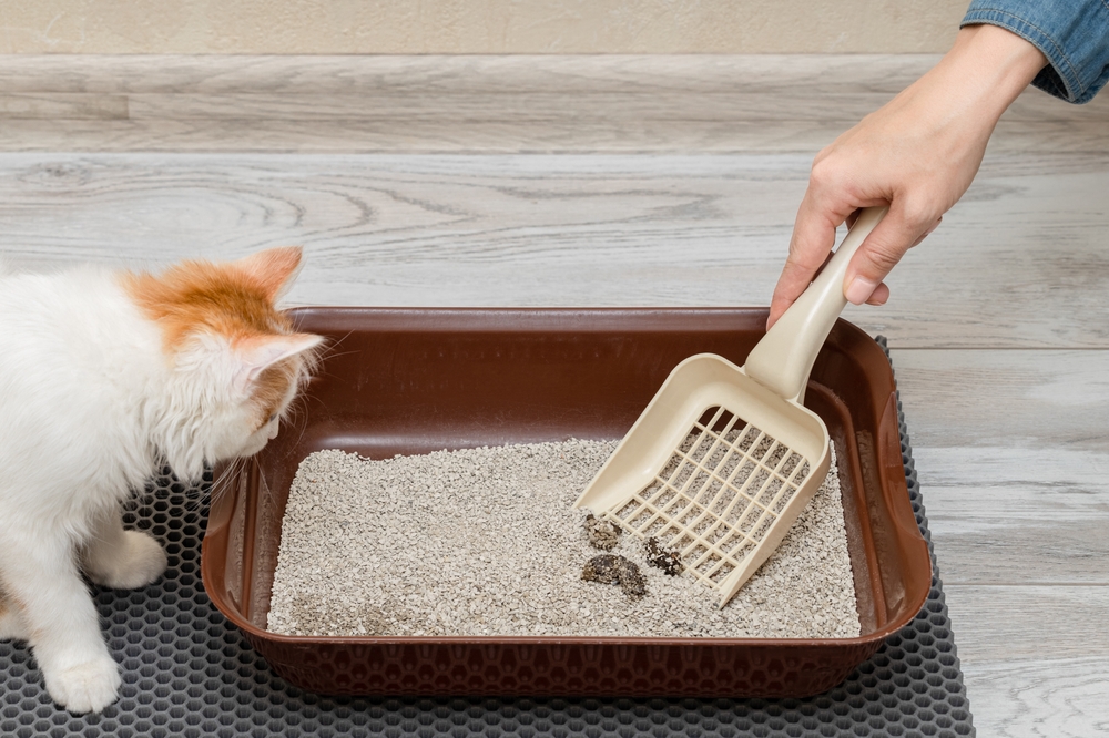 Feline Foundations: How to Set Up Your Cat for Litter Box Success ...