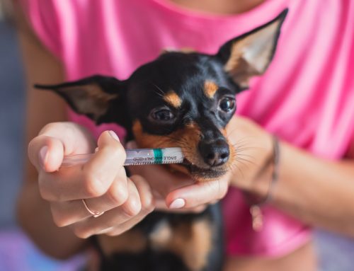 Mastering Medication: Tips for Administering Pet Medications