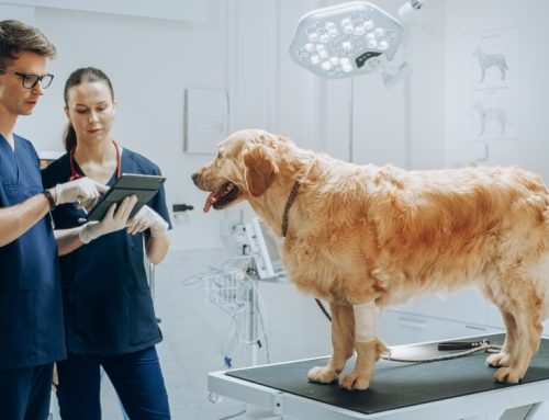 The Power of Genetic Screening for Pet Health