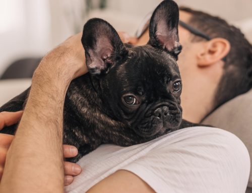 Essential French Bulldog Care Tips