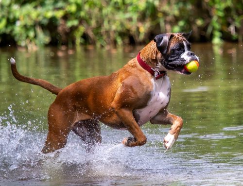 Walk, Play, or Swim? Finding the Right Exercise Routine for Your Dog