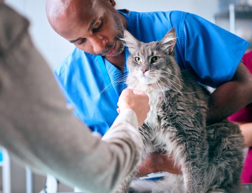 5 Diseases That Veterinary Wellness Care Can Prevent