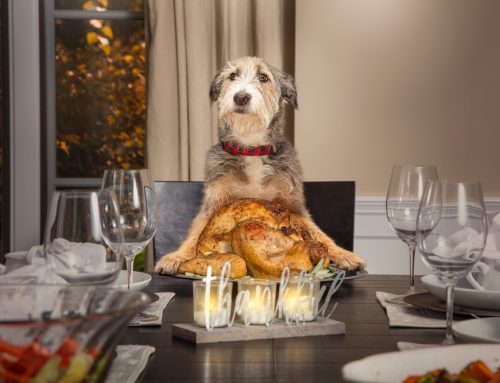 Holiday Feasting with Furry Friends: What’s Safe and What’s Not