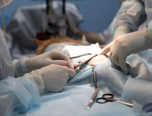 The Most Common Pet Surgeries and What to Expect