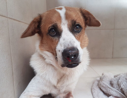 How to Recognize and Treat Chronic Pain in Senior Pets