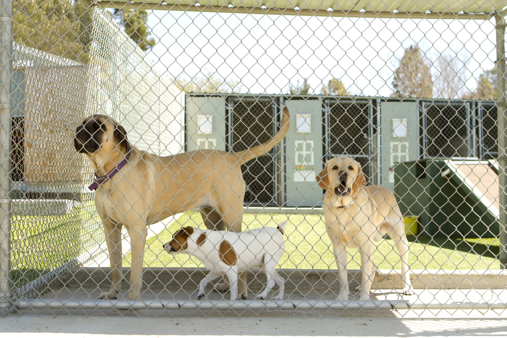 A large Mastiff, a Labrador, and a small Terrier standing together in a clean, fenced-in outdoor kennel.