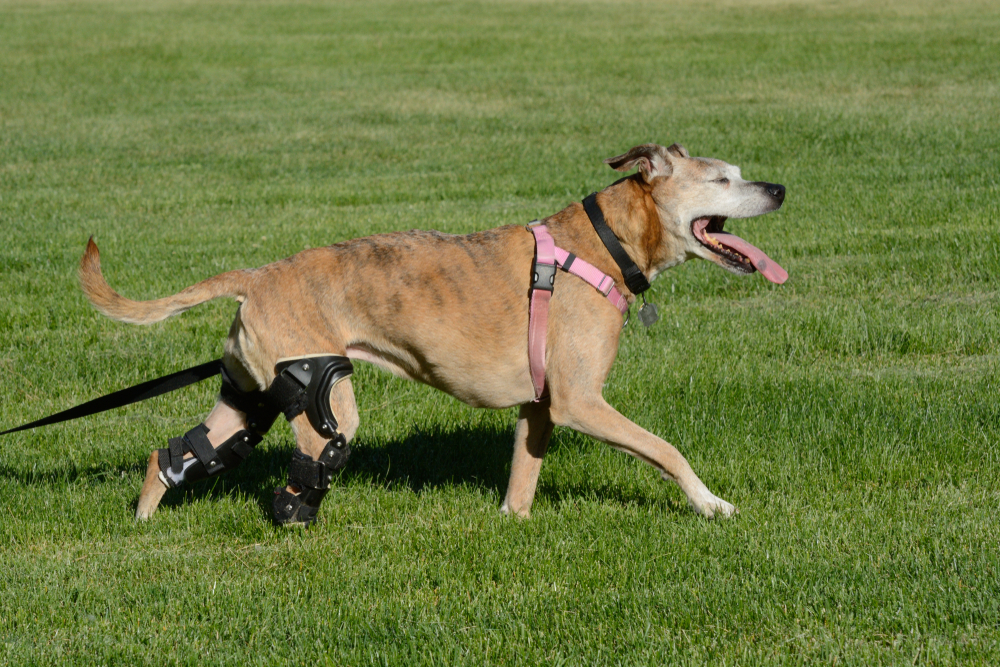 A tan dog wearing a pink harness and a black orthopedic knee brace walks happily across a green grass field.