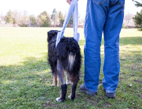 Cranial Cruciate (CCL) Injuries: TPLO vs. Extracapsular Repairs