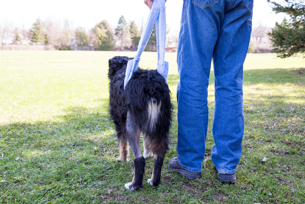 A person uses a blue towel sling to support the hindquarters of a large black dog with a shaved leg during an outdoor walk.