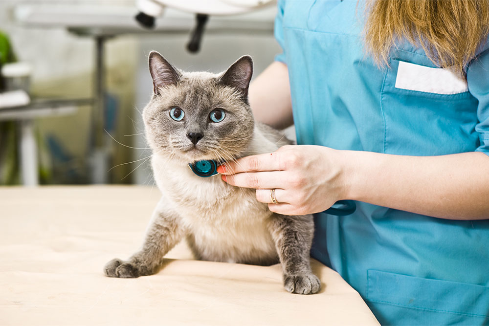 Veterinarian performing a health exam on a cat, checking its condition during a routine wellness visit.