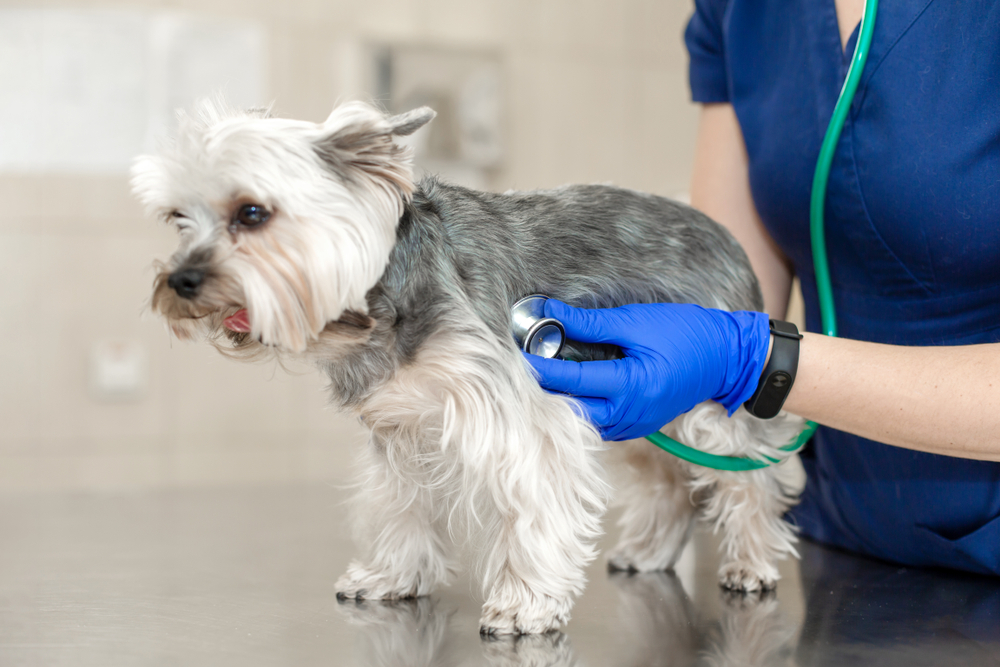 Veterinarian holding a small cute dog during a clinic visit, showing care and examination.