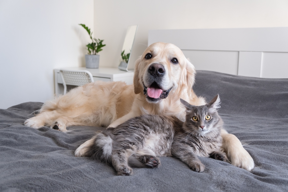 Cat and dog lying peacefully together on a bed.