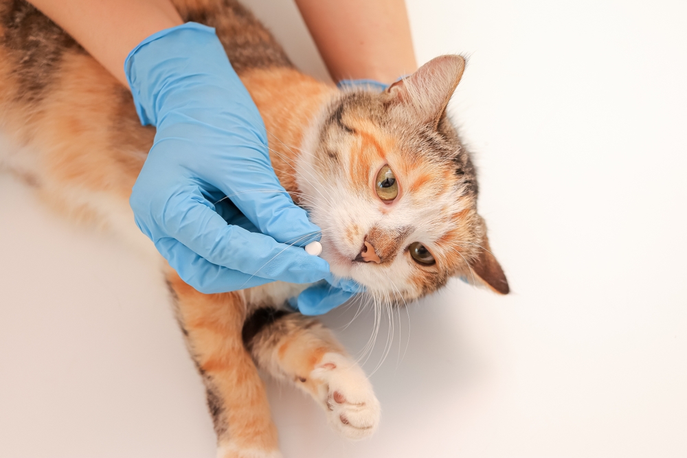 Veterinarian wearing gloves giving a pill to a cat during medication administration.