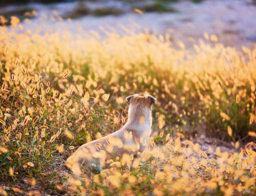 Grass Awns: What They Are and Why They’re Dangerous for Pets